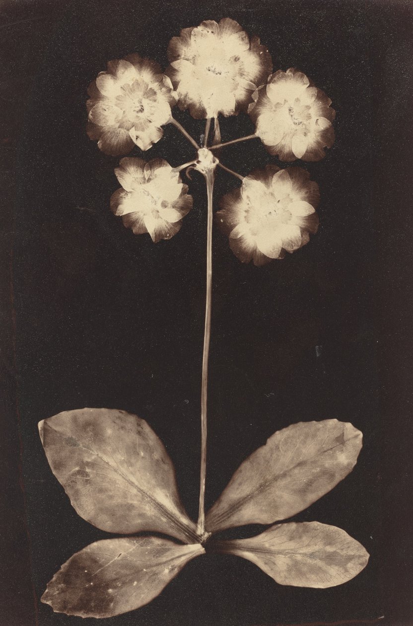 Botanische fotogram, 1860s door Unbekannt
