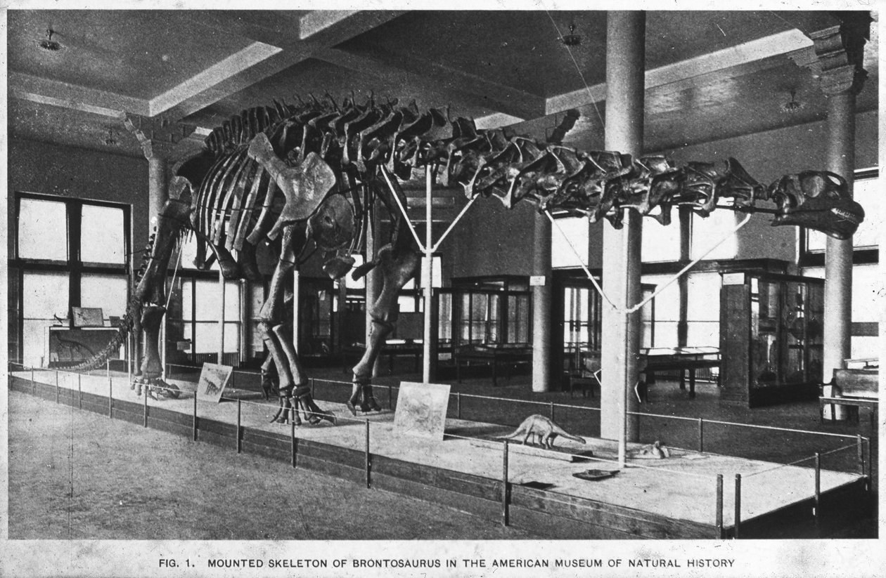Brontosaurus-skelet, American Museum of Natural History, New York, VS, vroege 20e eeuw door Unbekannt