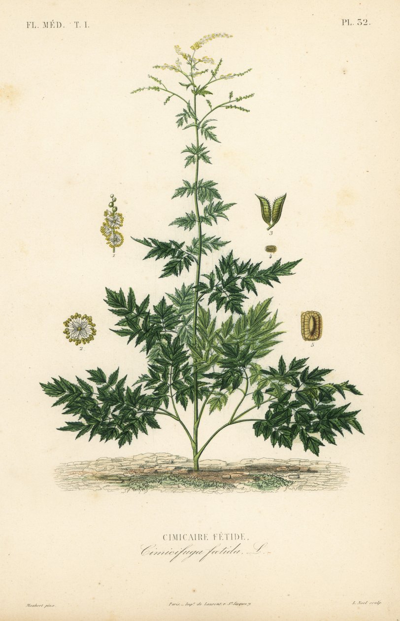 Zilverkaars of cohosh, Actaea cimicifuga, Cimicifuga foetida, Cimicaire fetide door Unbekannt