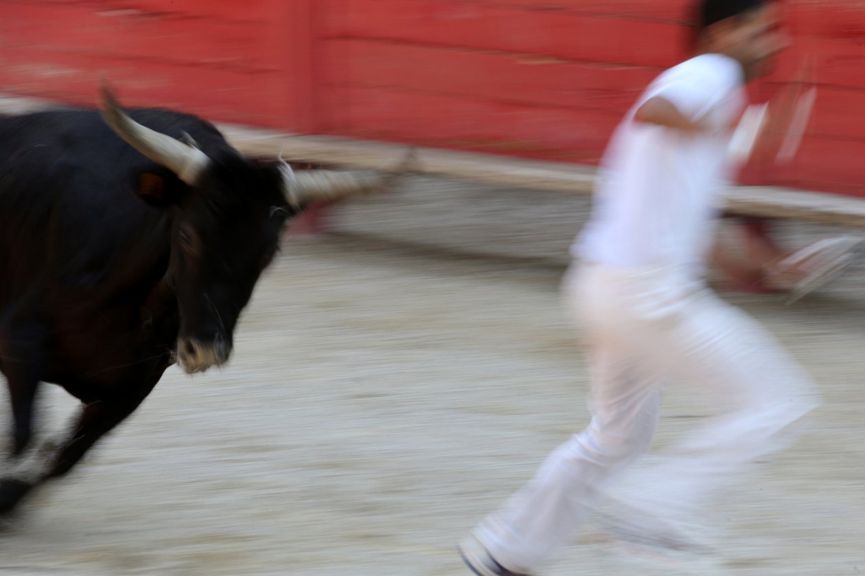 Stierenvechten (Course camarguaise). Een bloedeloos spektakel (voor de stieren) waarbij het doel is een rozet van het hoofd van een stier te pakken, Vallabregues door Unbekannt