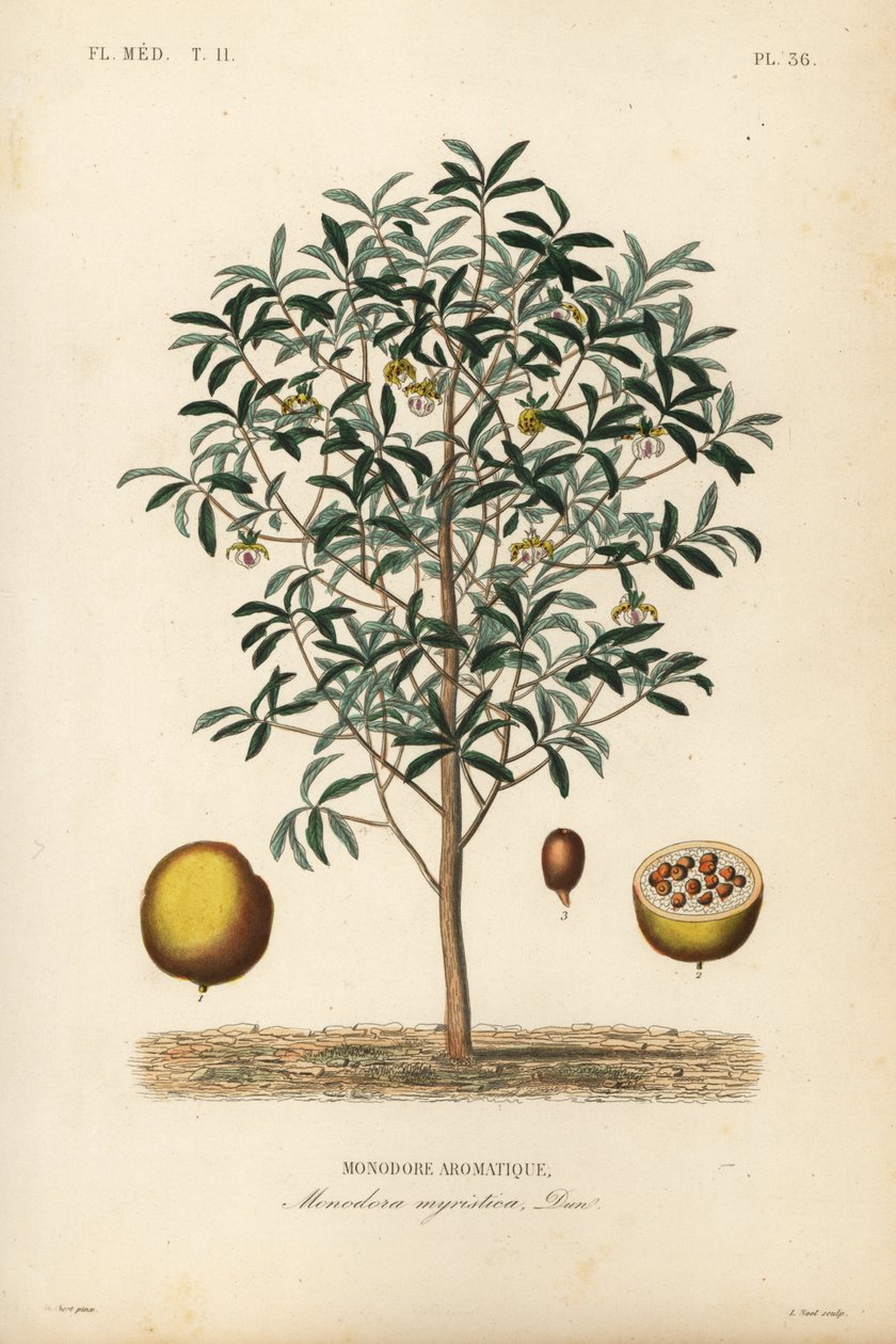Kalebasnootmuskaat, Monodora myristica, Monodore aromatique door Unbekannt