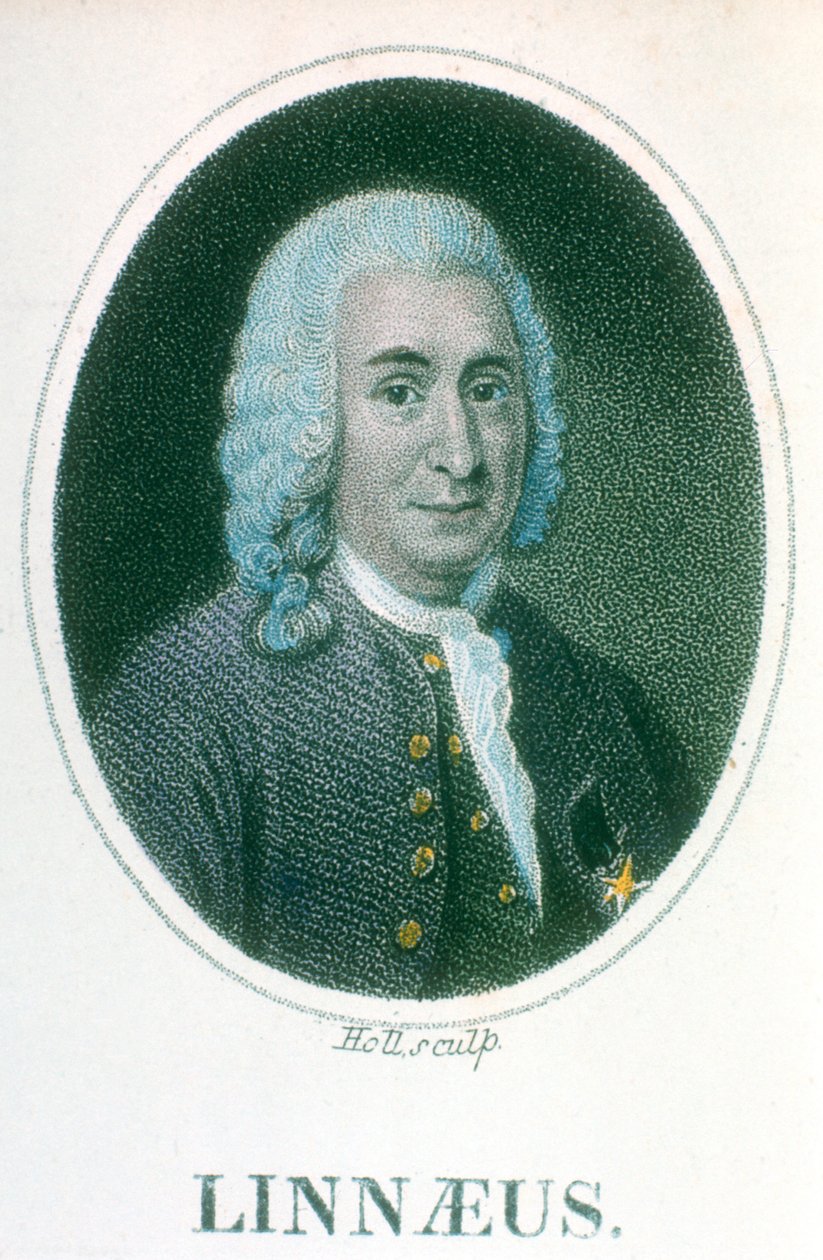 Carolus Linnaeus, 18e-eeuwse Zweedse natuuronderzoeker, begin 19e eeuw door Unbekannt
