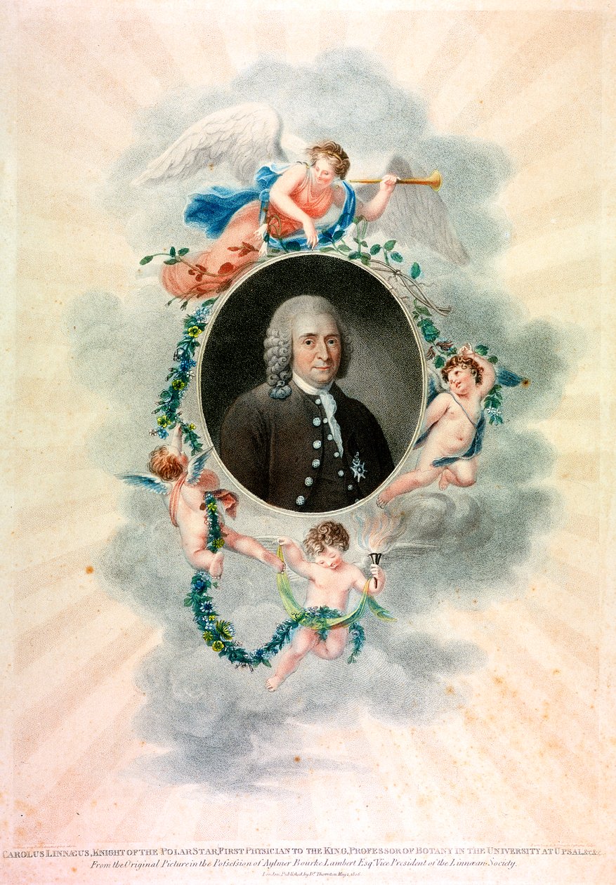 Carolus Linnaeus, Zweedse natuuronderzoeker en arts door Unbekannt