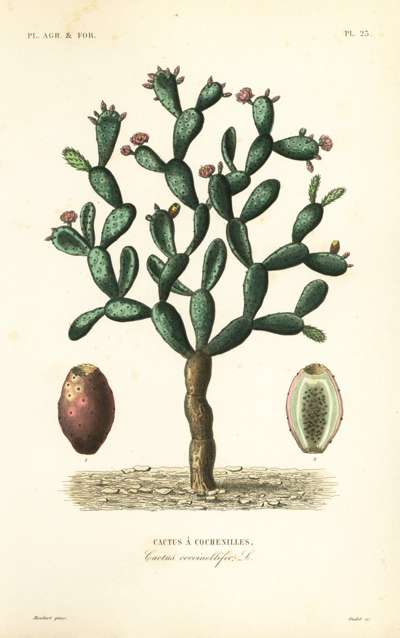 Cochenille cactus, Nopalea cochenillifera, Opuntia cochenillifera, Cactus cochenillifer, Cactus coccinellifer, Cactus a cochenilles door Unbekannt