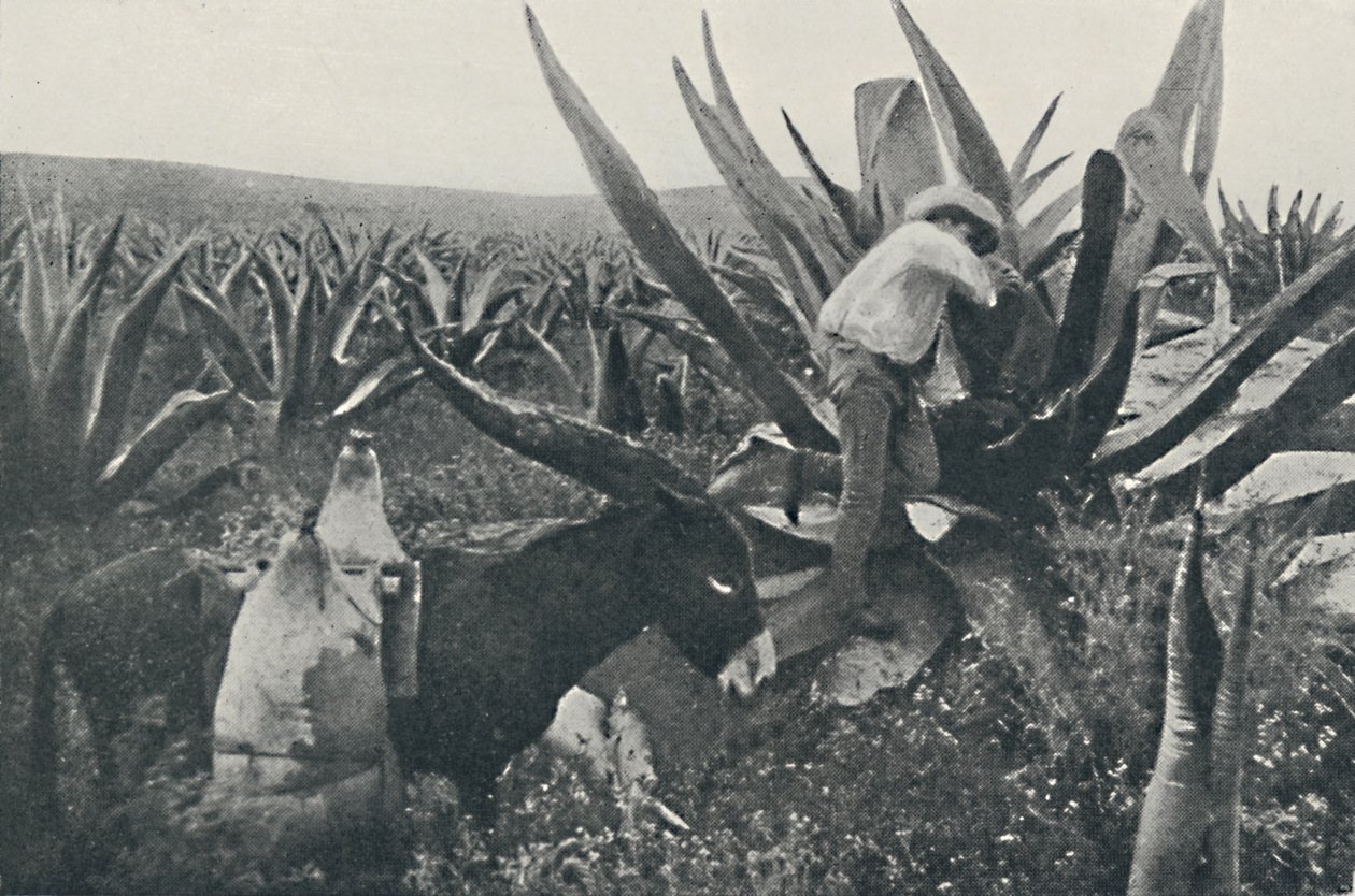 Honingwater verzamelen van een Maguey, 1916 door Unbekannt