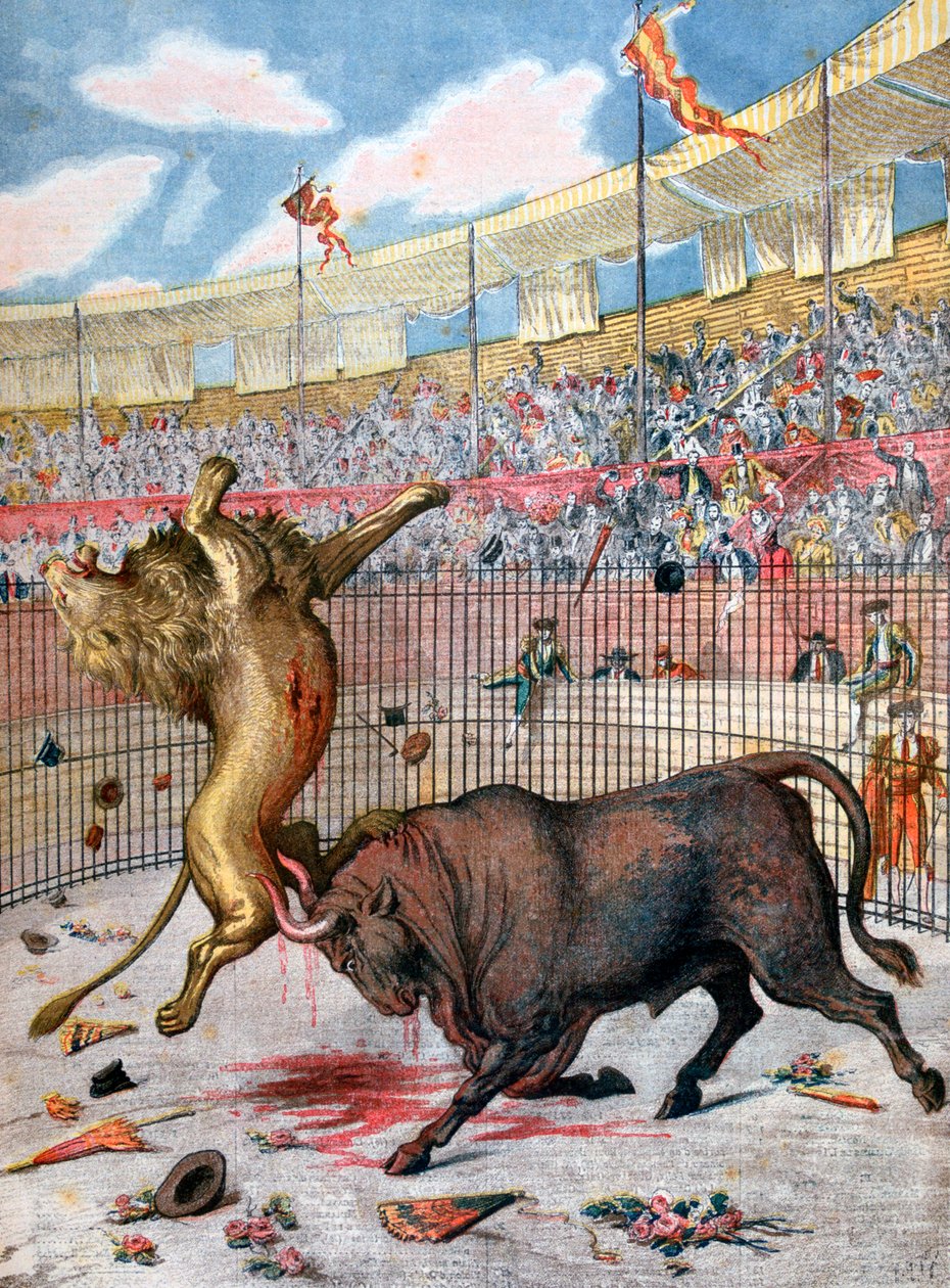 Gevecht tussen een leeuw en een stier, Spanje, 1894 door Unbekannt