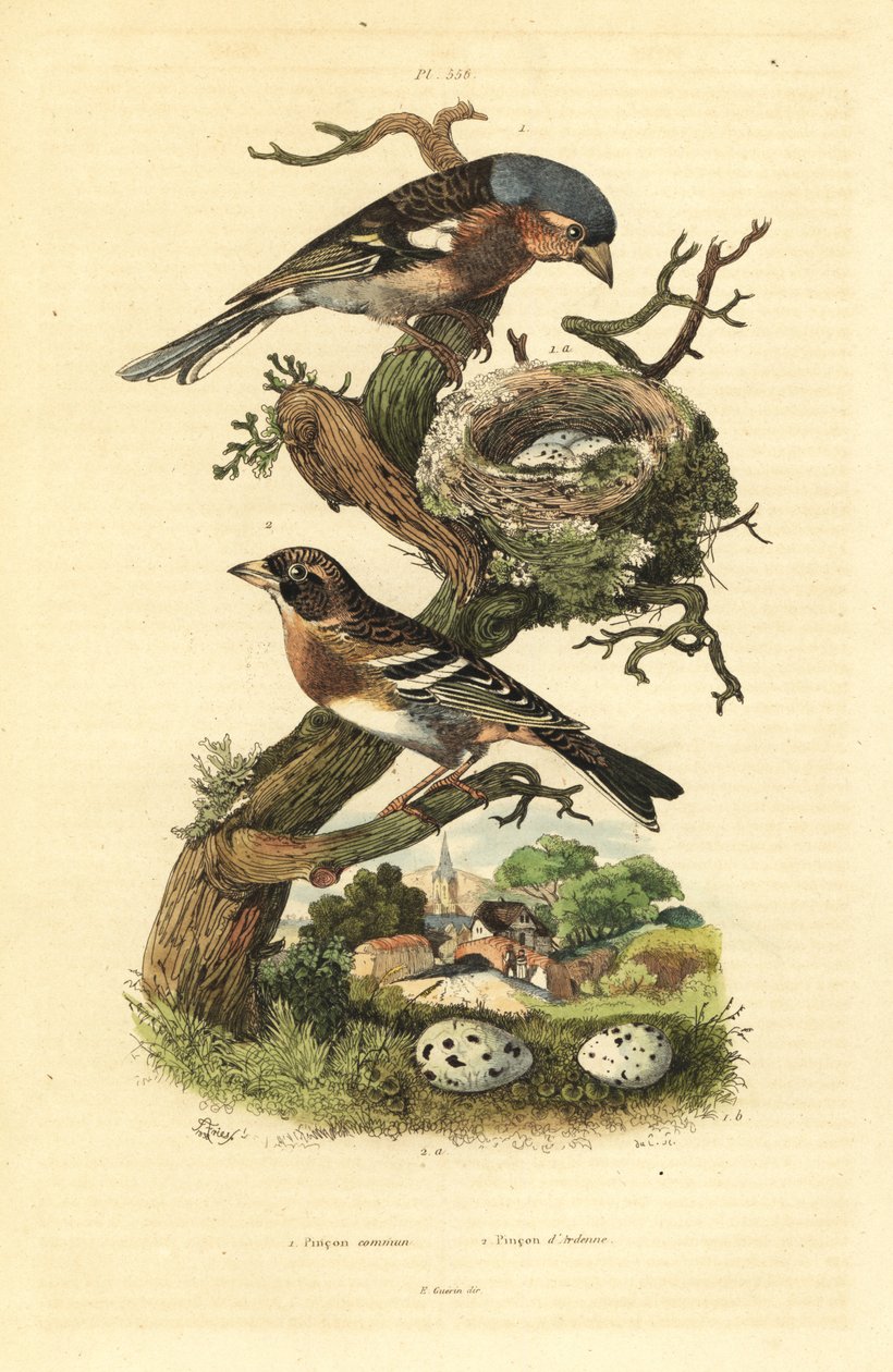 Vink, nest en eieren, en keep met eieren door Unbekannt