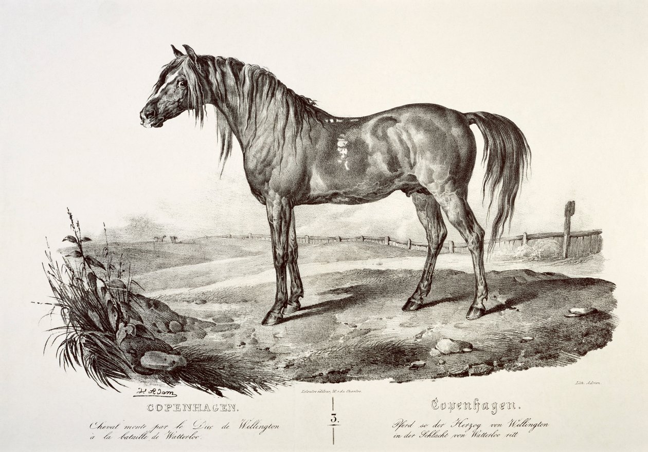 Kopenhagen, het paard van de hertog van Wellington, 19e eeuw door Unbekannt