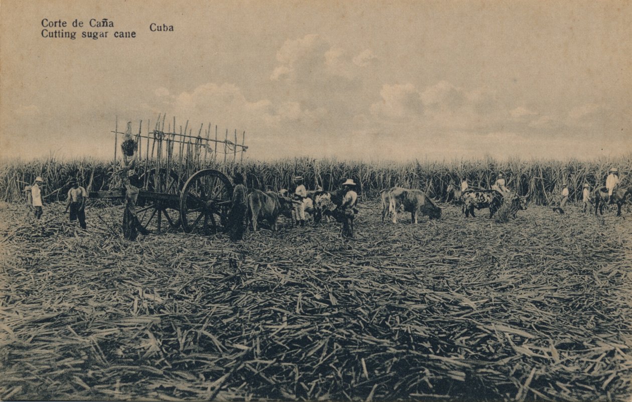 Corte de Cana - Suikerriet snijden - Cuba door Unbekannt