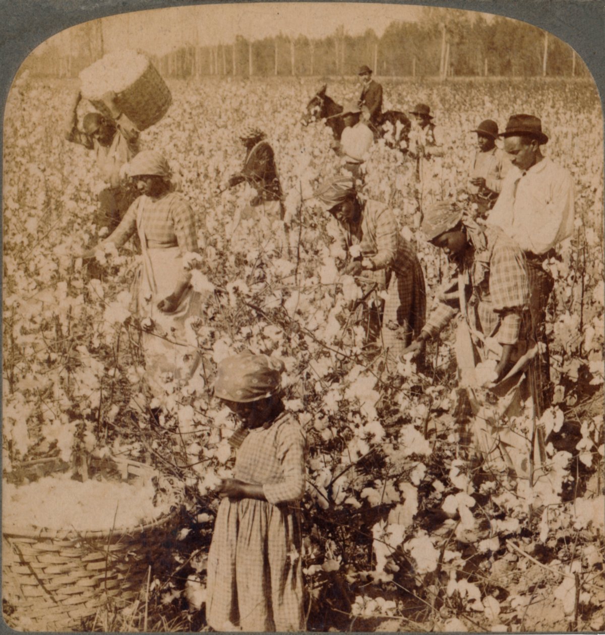 Katoen is koning - plantagescène met werkende plukkers. Georgia, ca. 1900 door Unbekannt