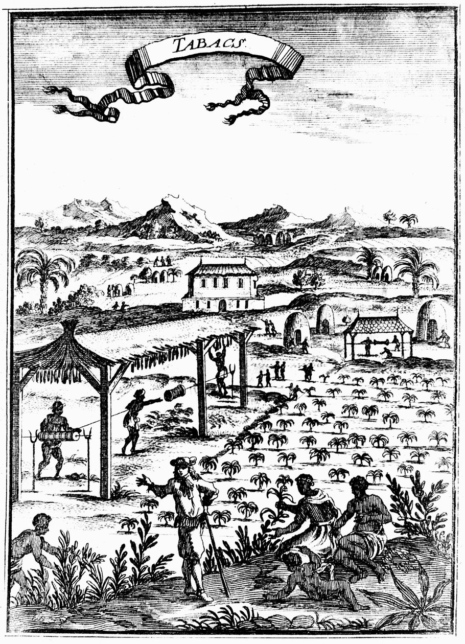 Tabak Cultiveren en Drogen in West-Indië met Slavenarbeid, 1686 door Unbekannt
