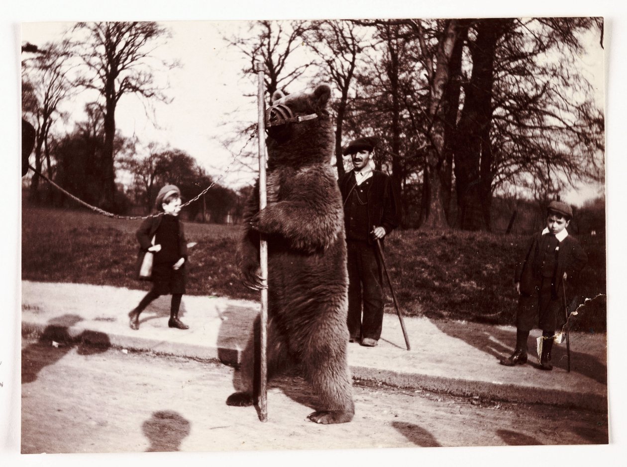 Dansende beer, ca. 1905 door Unbekannt
