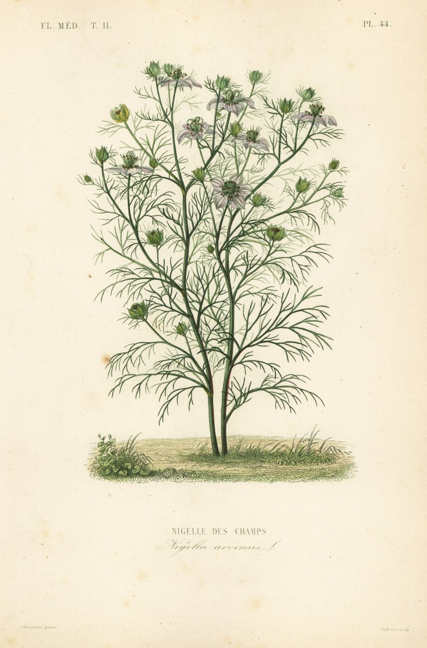Juffertje-in-het-groen, Nigella arvensis door Unbekannt