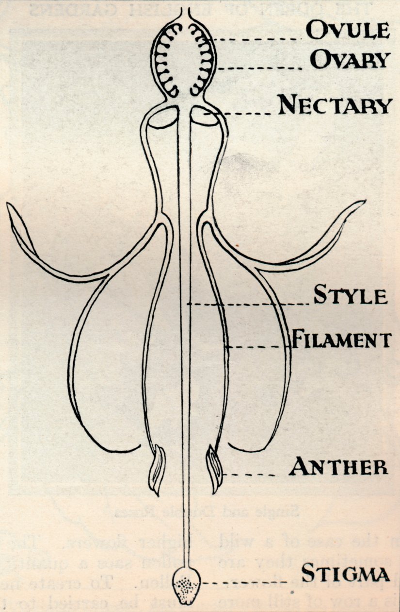Diagram van een Fuchsia bloem, toont het mechanisme dat wordt gebruikt om zaden te produceren, ca. 1934 door Unbekannt