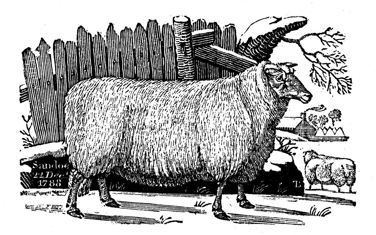 Dishley New Leicester schapen, 1811 door Unbekannt