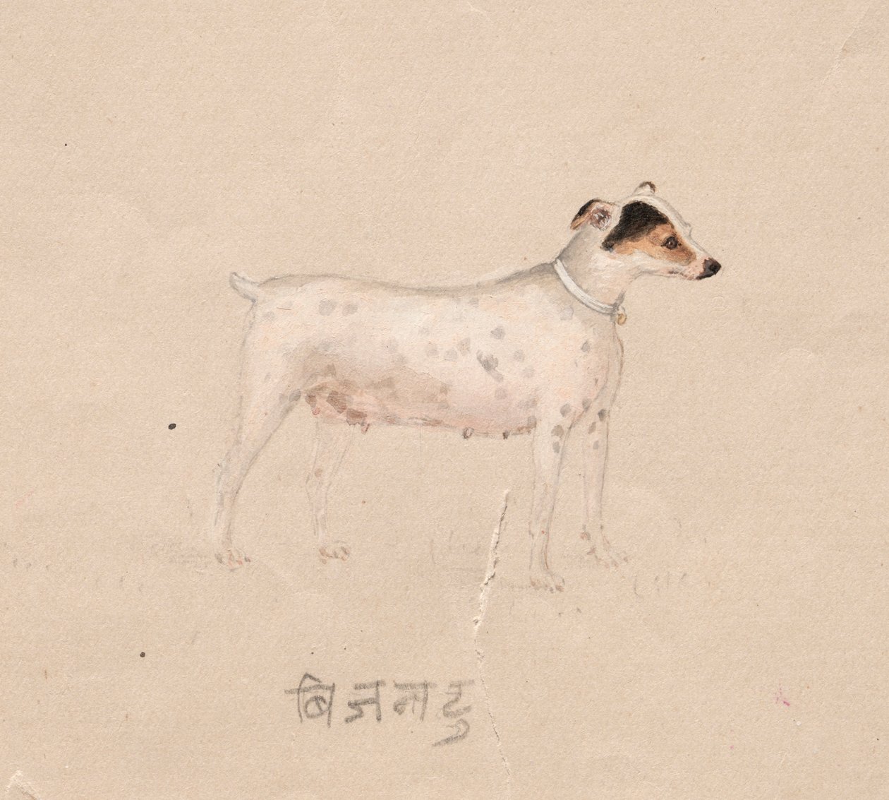 Hond, 1800s door Unbekannt