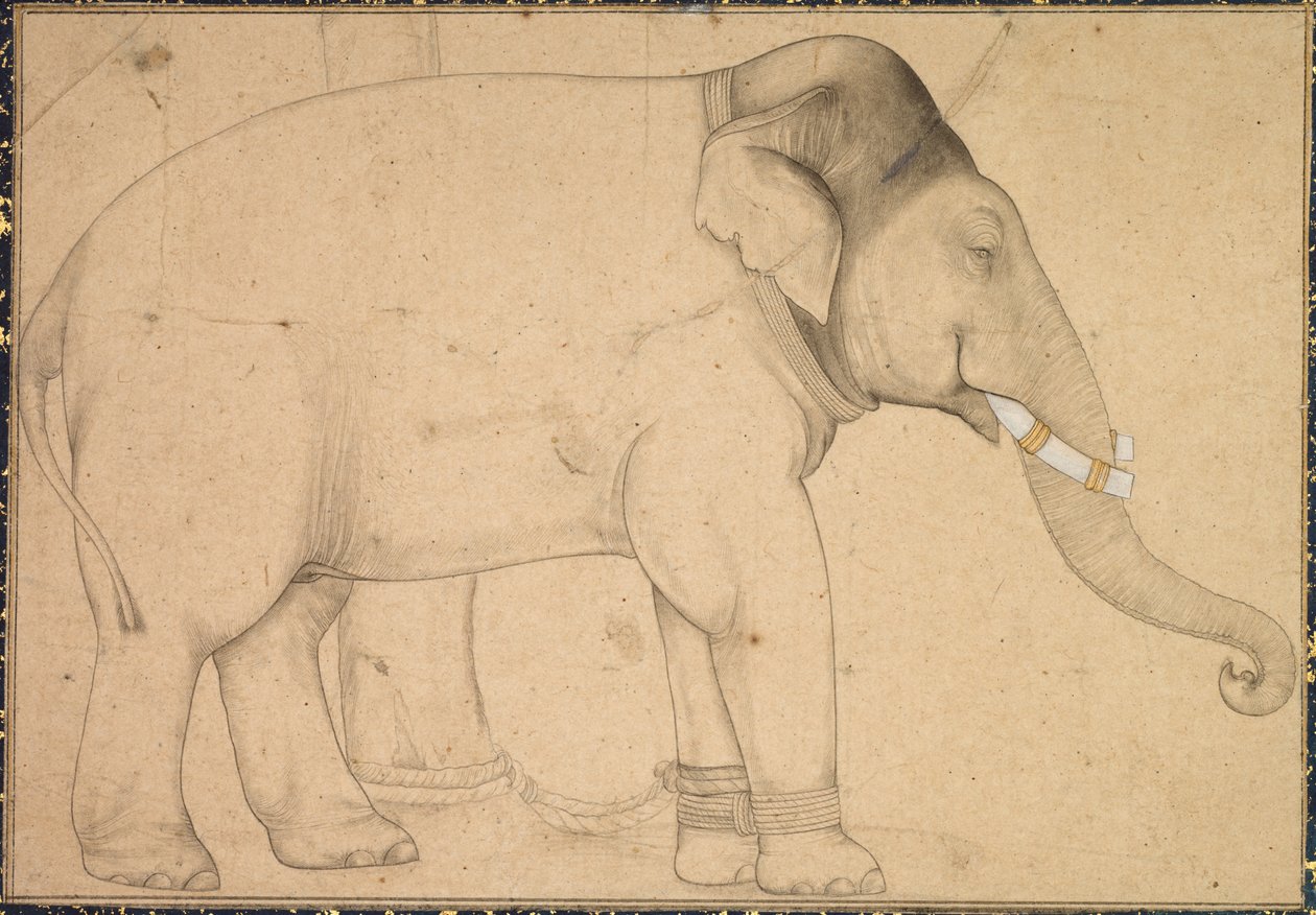 Tekening van een Olifant, ca. 1700 door Unbekannt