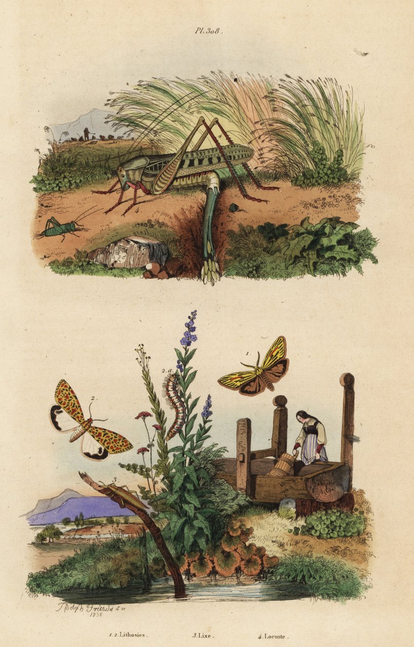 Vrouwelijke wrattenbijter sprinkhaan die eieren legt, Decticus verrucivorus 4, gevederde mot, Spiris striata 1, en karmozijnvlekmot, Utetheisa pulchella 2, en Lixus paraplecticus kever 3. Lithosies, lixe, locuste door Unbekannt
