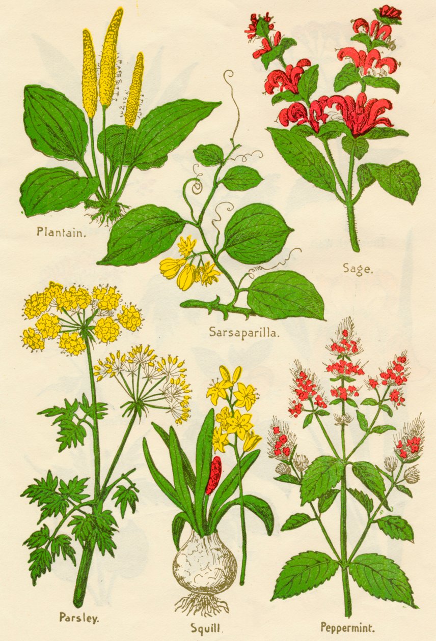 Bloemen: Weegbree, Sarsaparilla, Salie, Peterselie, Scilla, Pepermunt, ca. 1940 door Unbekannt