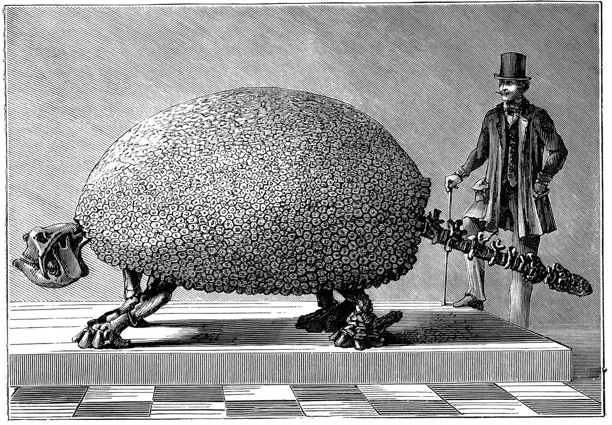 Fossiel van een reuzenarmadillo uit Zuid-Amerika, ca. 1890 door Unbekannt