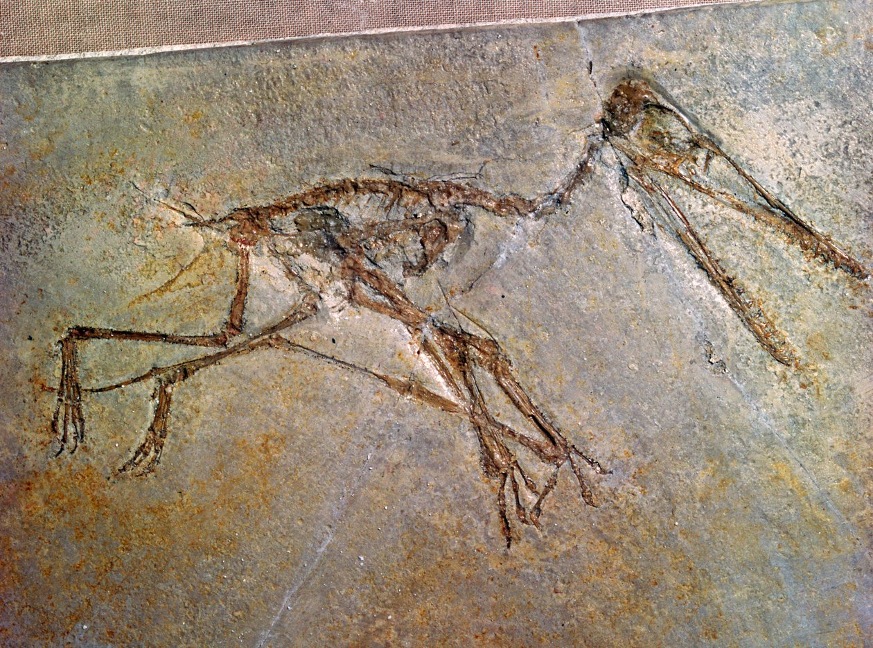 Fossiel skelet van een Pterodactylus, uit de collectie van het British Museum door Unbekannt