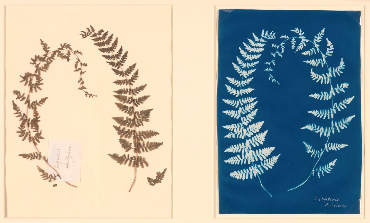 Uit het Hatton Fern Album, ca. 1850 door Unbekannt