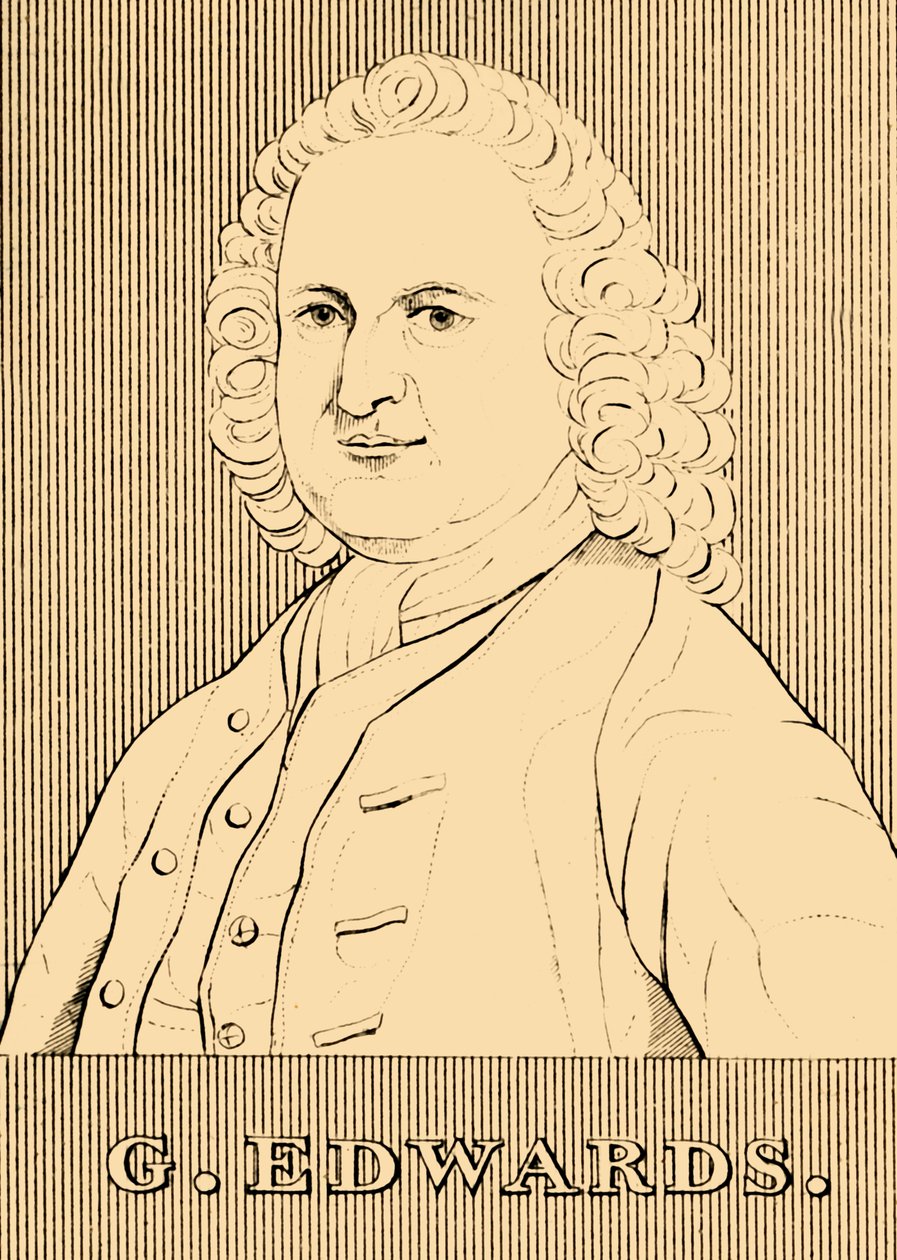 G. Edwards, 1694-1773 door Unbekannt