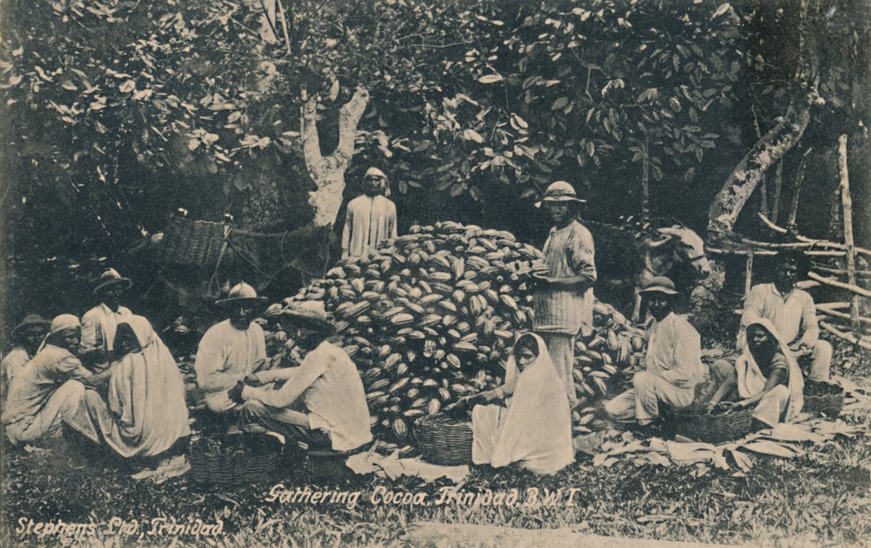 Cacao Oogsten, Trinidad, B.W.I., begin 20e eeuw door Unbekannt