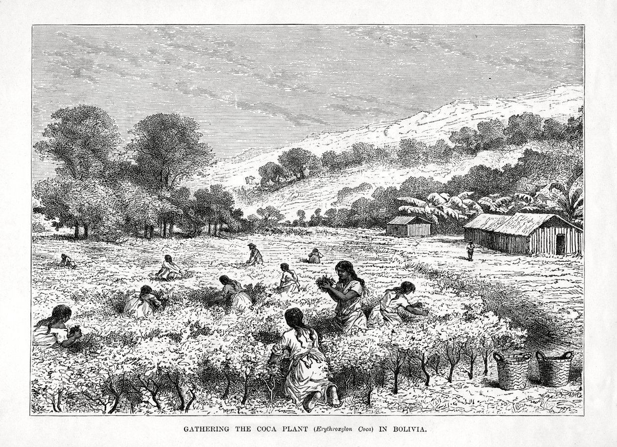 Verzamelen van de cocaplant Erythroxylum coca in Bolivia, 1877 door Unbekannt