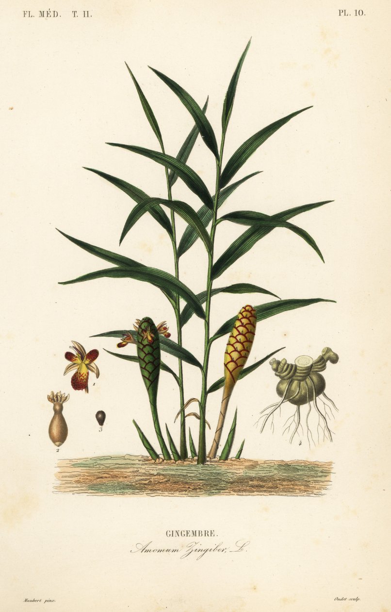 Gember of gemberwortel, Zingiber officinale, Amomum zingiber, Gingembre door Unbekannt