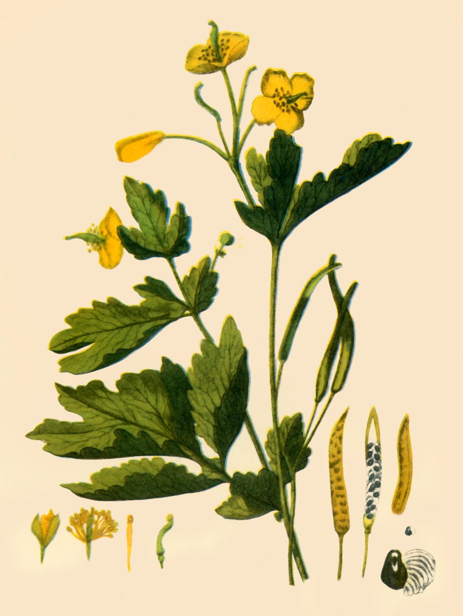Grote stinkende gouwe, 1839, 1944 door Unbekannt
