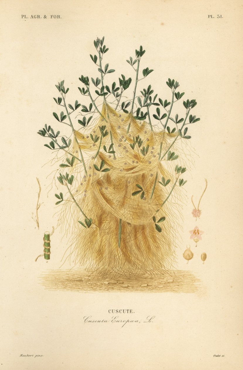 Grote warkruid of Europese warkruid, Cuscuta europaea, cuscute door Unbekannt