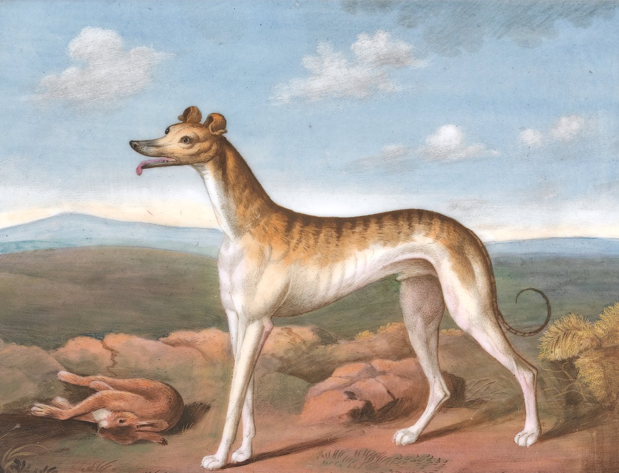 Windhond: naar links gericht, met een dode haas aan zijn voeten, ca. 1805 door Unbekannt