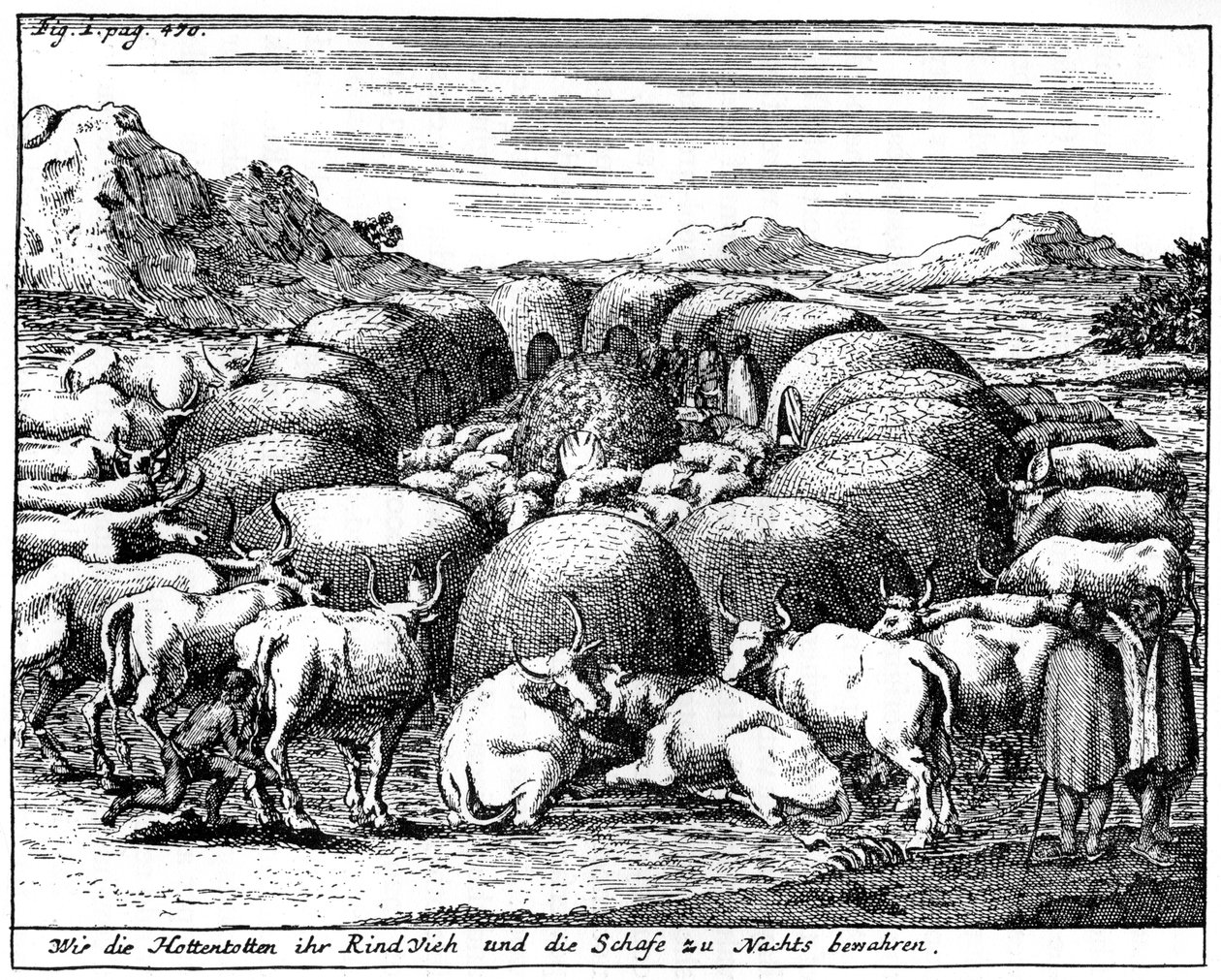Schapen en vee bewaken 