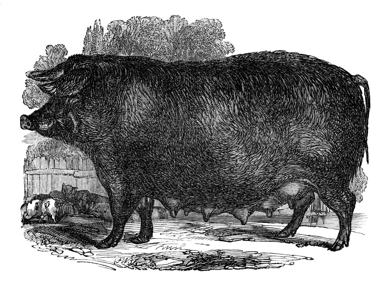 Hampshire zeug, 1848 door Unbekannt