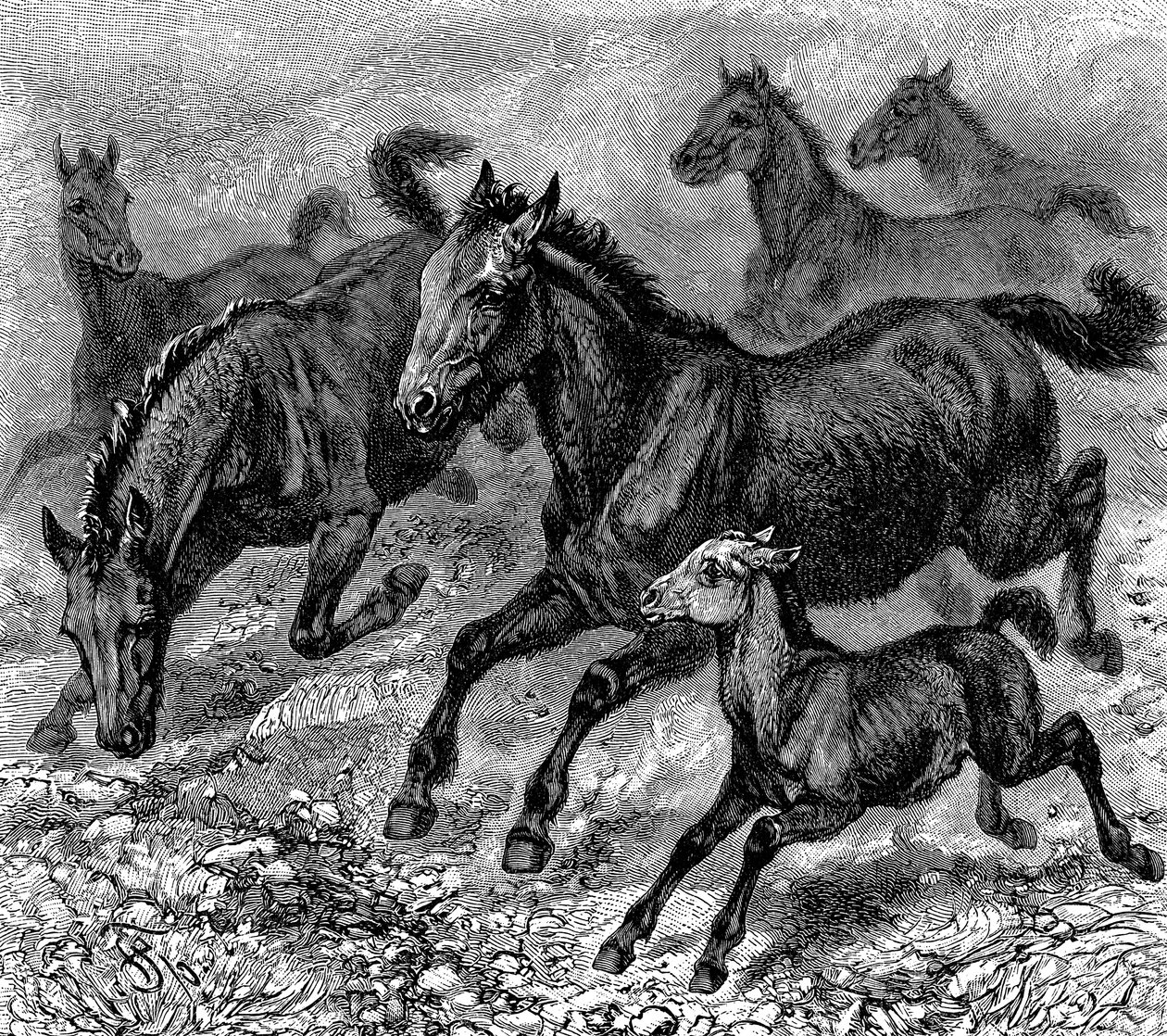Kudde Tarpan, 1893 door Unbekannt