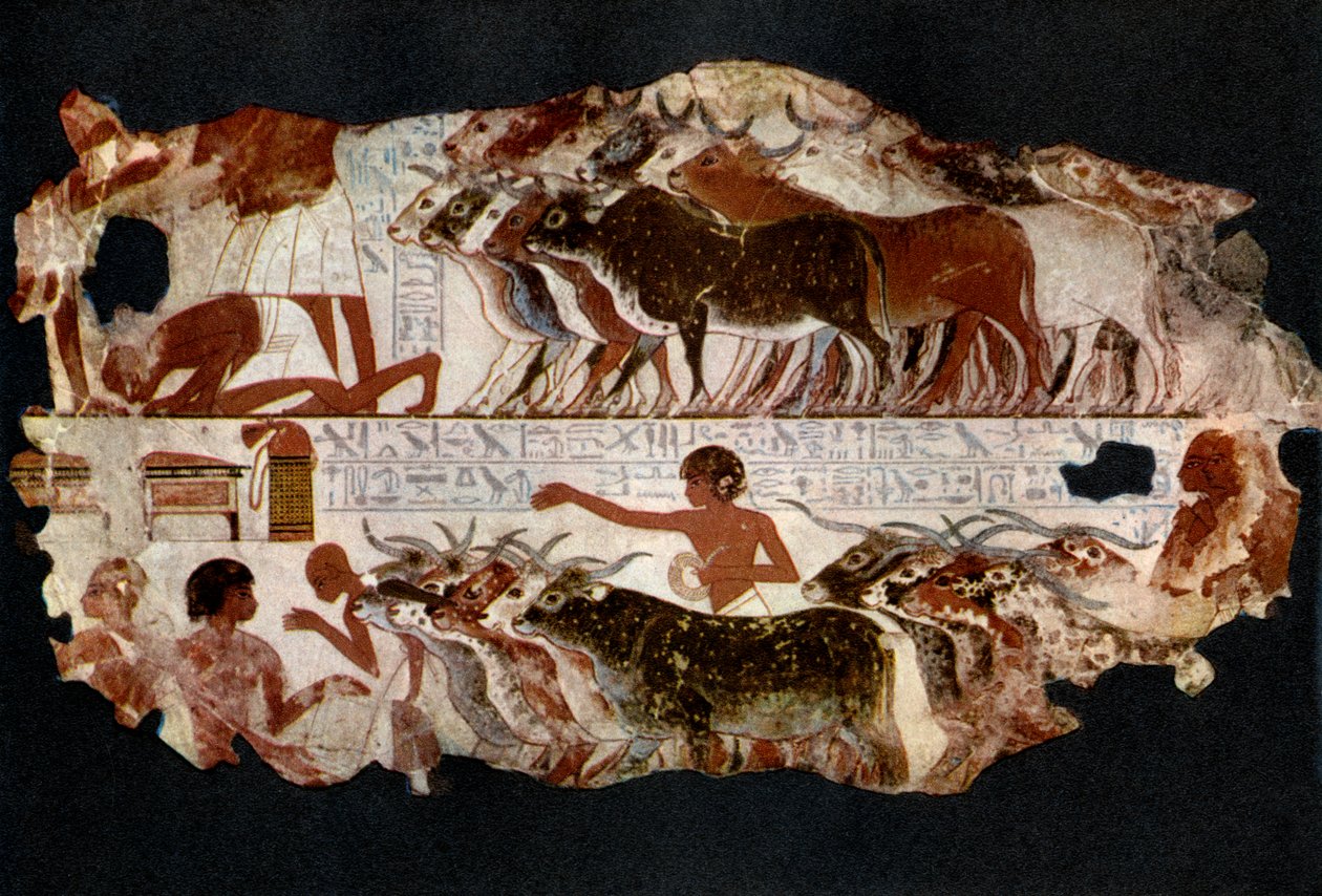 Kuddes vee uit de tijd van de 18e dynastie, Egypte, ca. 1400 v.Chr. 1936 door Unbekannt