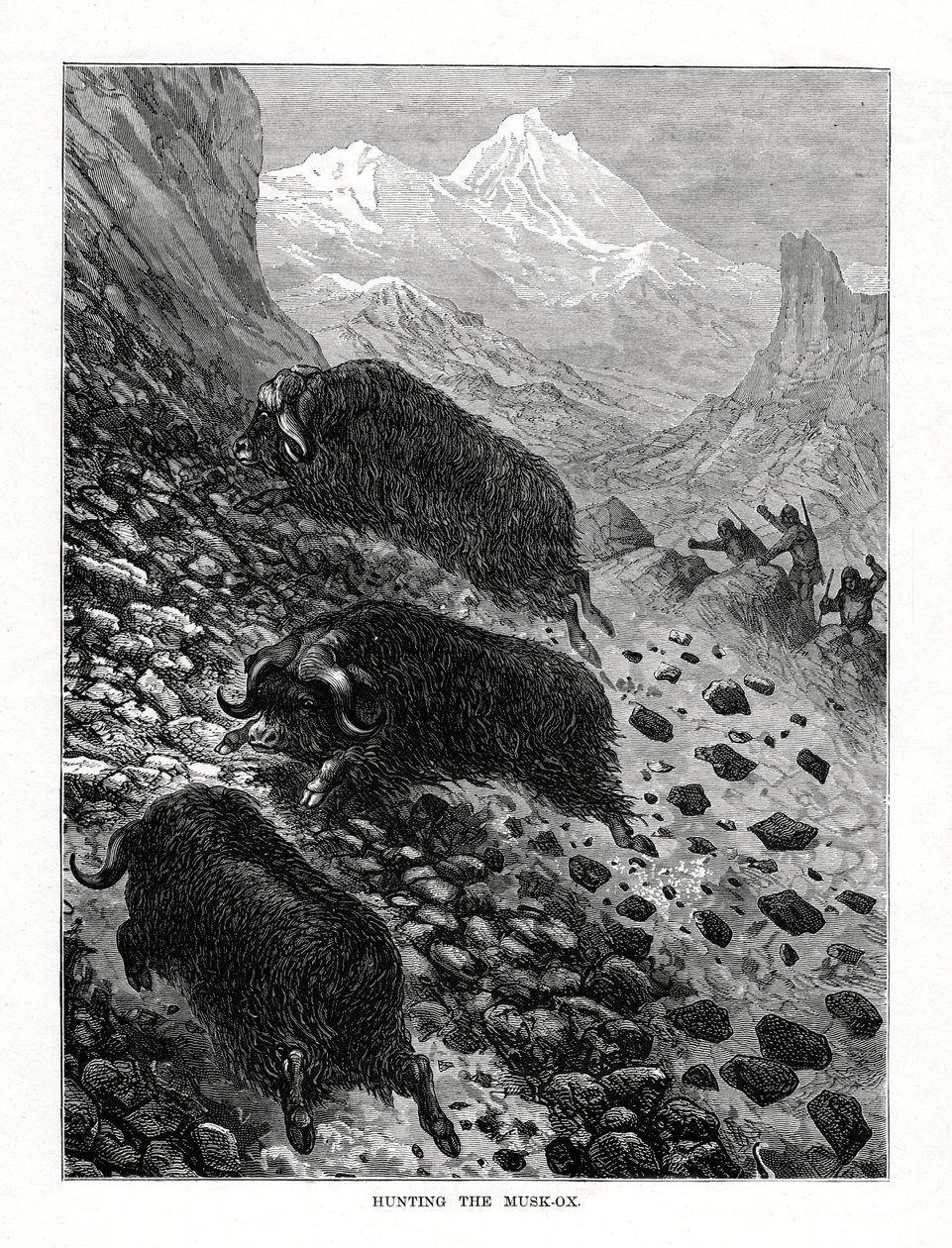 Jacht op de muskusos, 1877 door Unbekannt