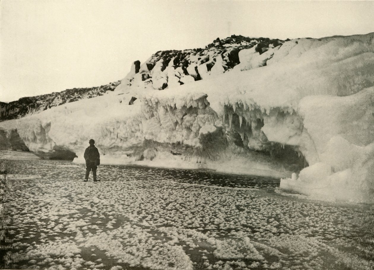 IJsbloemen op pas gevormd zee-ijs vroeg in de winter, ca. 1908, 1909 door Unbekannt