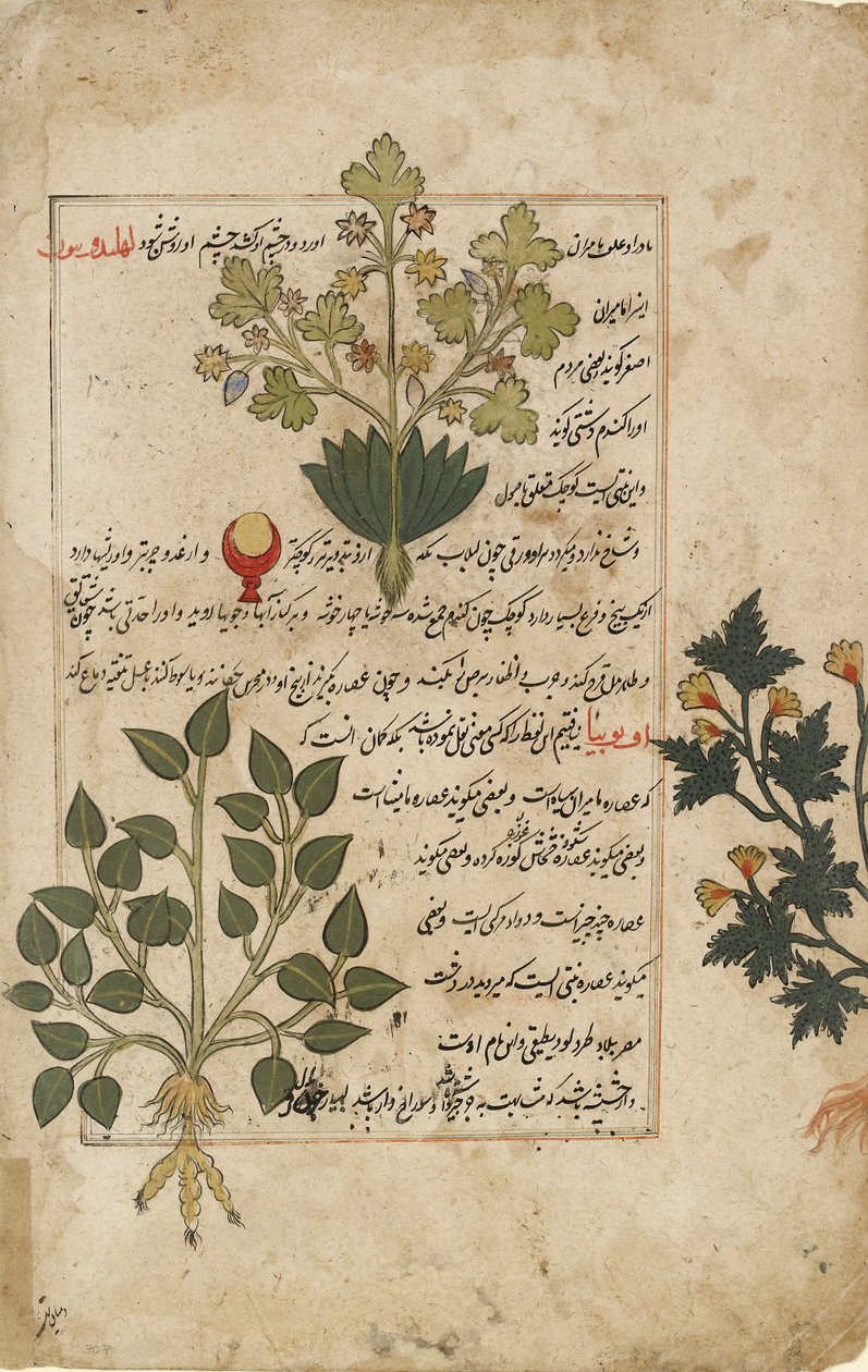 Geïllustreerde dubbele folio met distels en andere geneeskrachtige planten, 1595 door Unbekannt