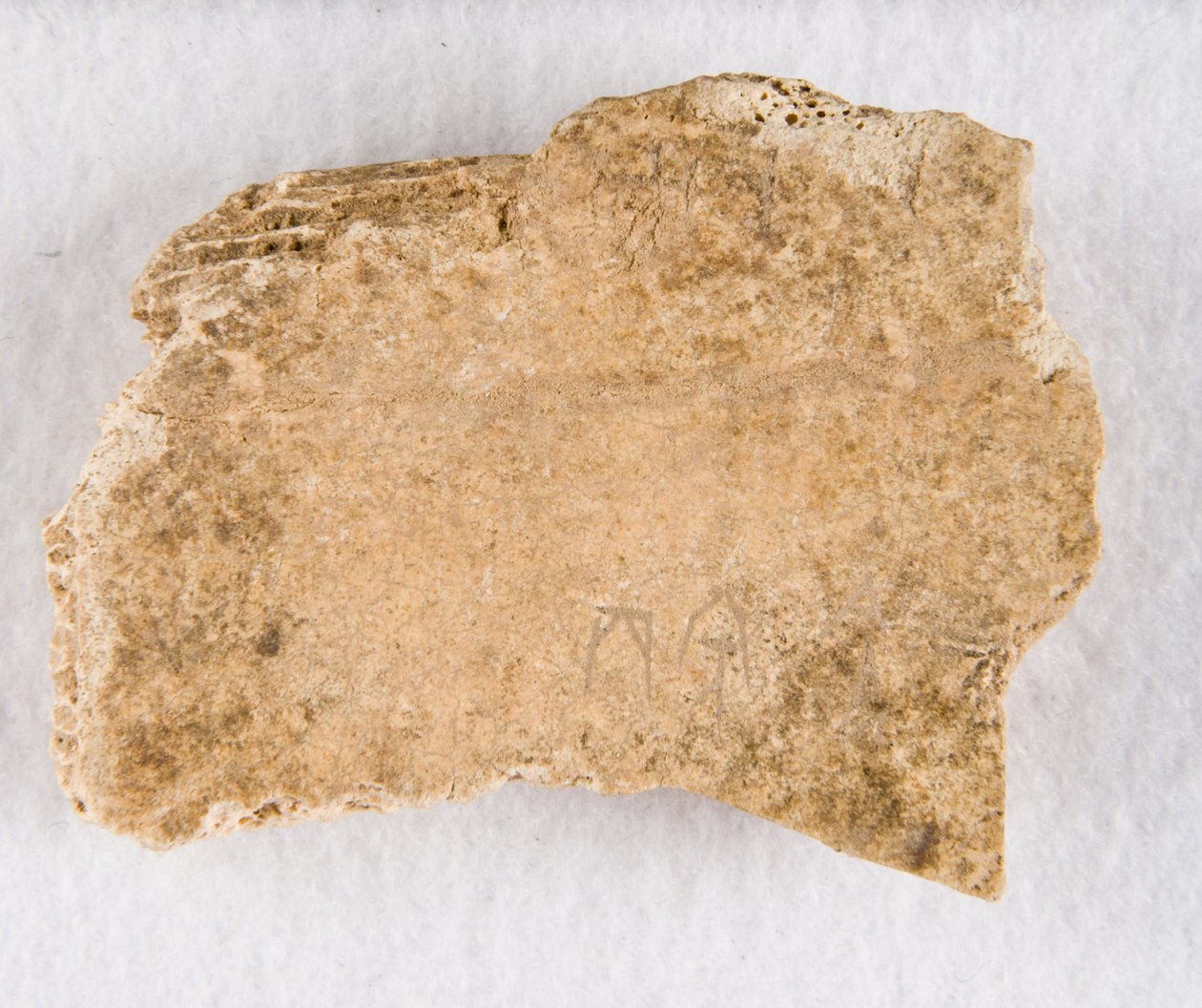 Ingesneden botfragment orakelbot, Late Shang-dynastie, ca. 1300-1050 v.Chr. door Unbekannt