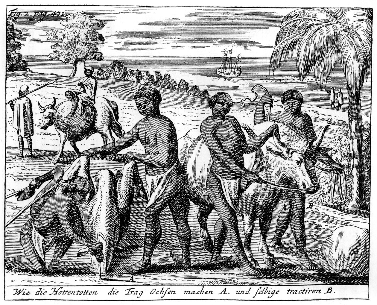 Khoikhois temmen ossen, Zuid-Afrika, 18e eeuw, 1931 door Unbekannt
