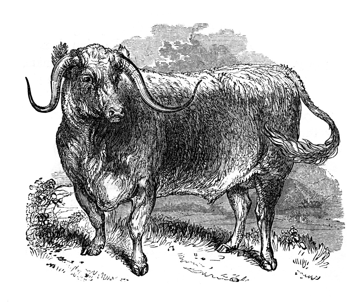 Lancashire os, exemplaar van de langhoornrassen, 1848 door Unbekannt