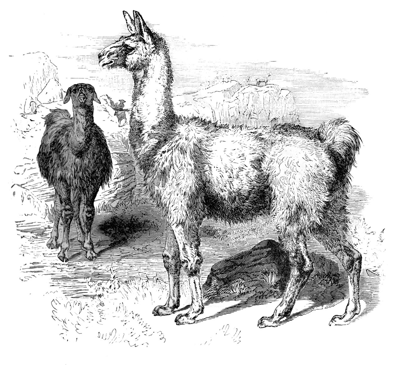 Lama