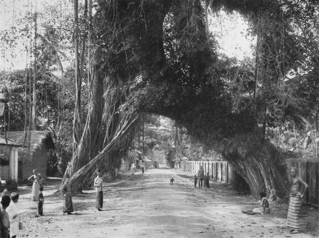 Schilderachtige oude vijgenboom Ficus indica aan de weg Clombo-Galle bij Kalutara, 1926 door Unbekannt