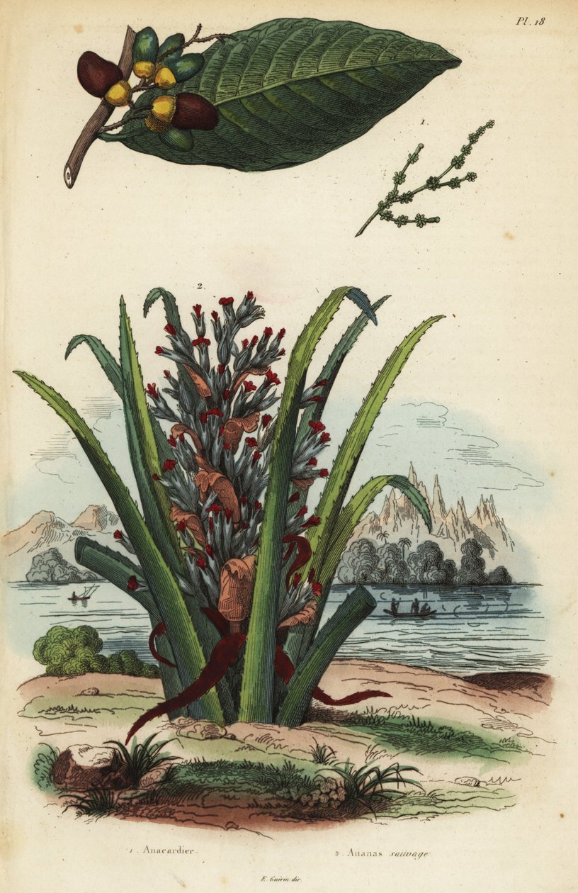 Markingnoot, Semecarpus anacardium, en pinguïn of pinuela vrucht, Bromelia pinguin door Unbekannt