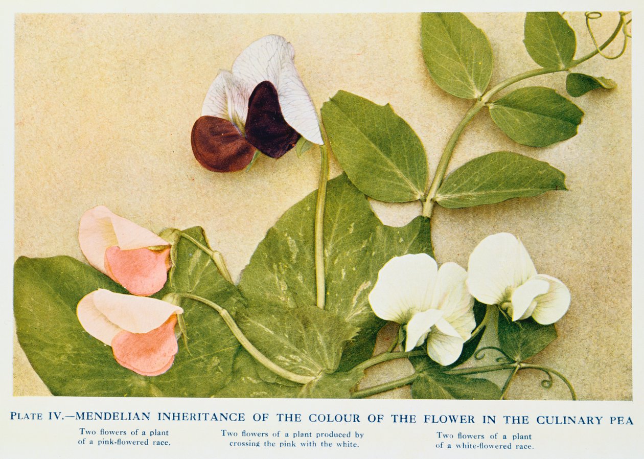 Mendeliaanse overerving van bloemkleur in de culinaire erwt, 1912 door Unbekannt