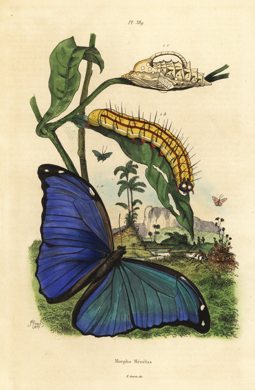 Menelaus blauwe morpho vlinder, Morpho menelaus, rups en pop door Unbekannt