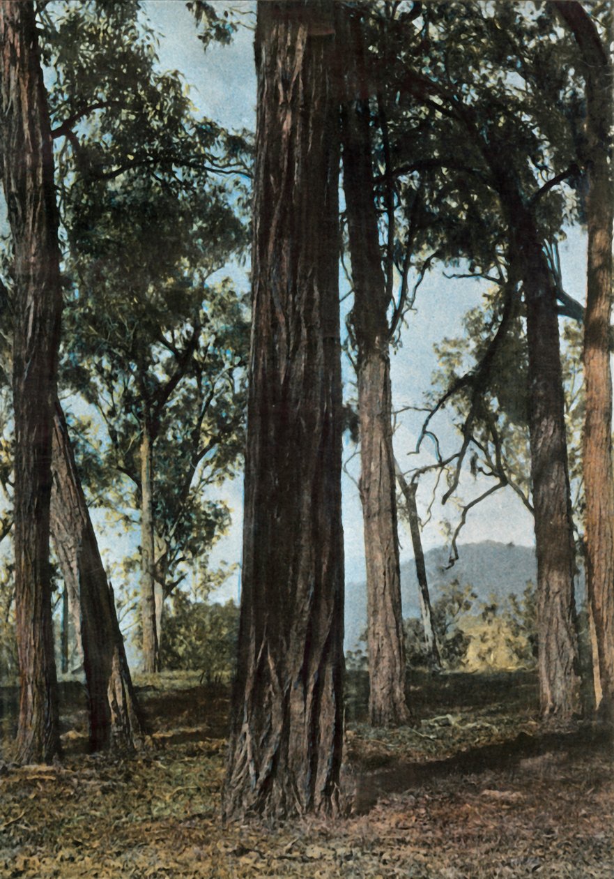Nouvelle-Guinee. Le Bois De Fer, Papoea-Nieuw-Guinea - IJzerhoutbomen, 1900 door Unbekannt
