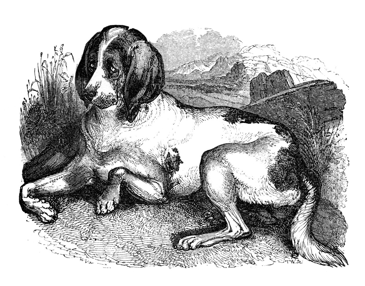 Oude Engelse hond, 1848 door Unbekannt
